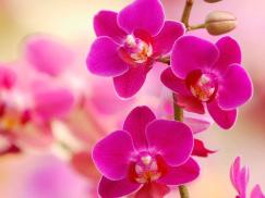 11º Fiesta Provincial de Orquídeas y Bromelias. Beneficio especial para afiliados/as de ATE
